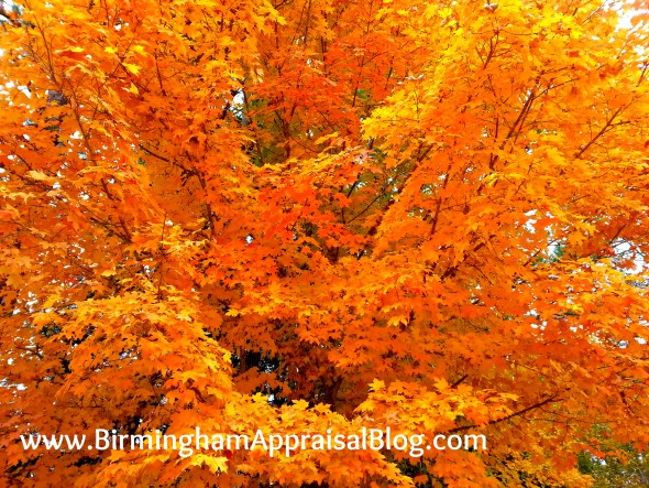 Birmingham fall leaves